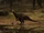Kem Kem Ornithopod