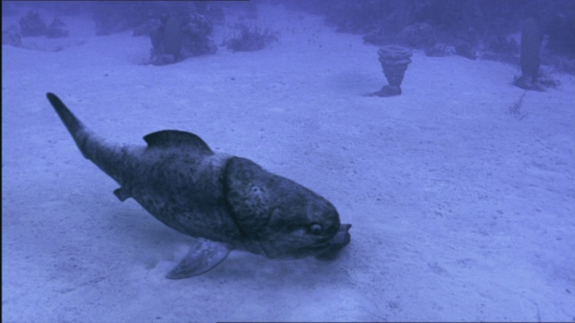 Ocean predator I just discovered. Reminds me of dunkleosteus in a