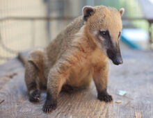 Coatimundi