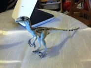 Utahraptor toy.