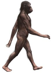 AustralopithecusInfobox