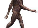 Australopithecus afarensis