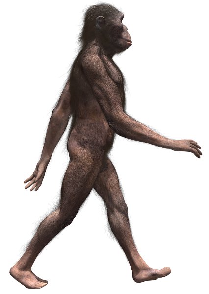 walking with cavemen australopithecus