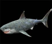 Megalodon1