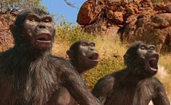 walking with cavemen australopithecus