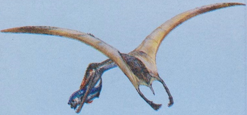 Dermodactyl