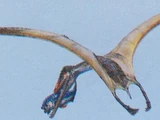 Dermodactylus