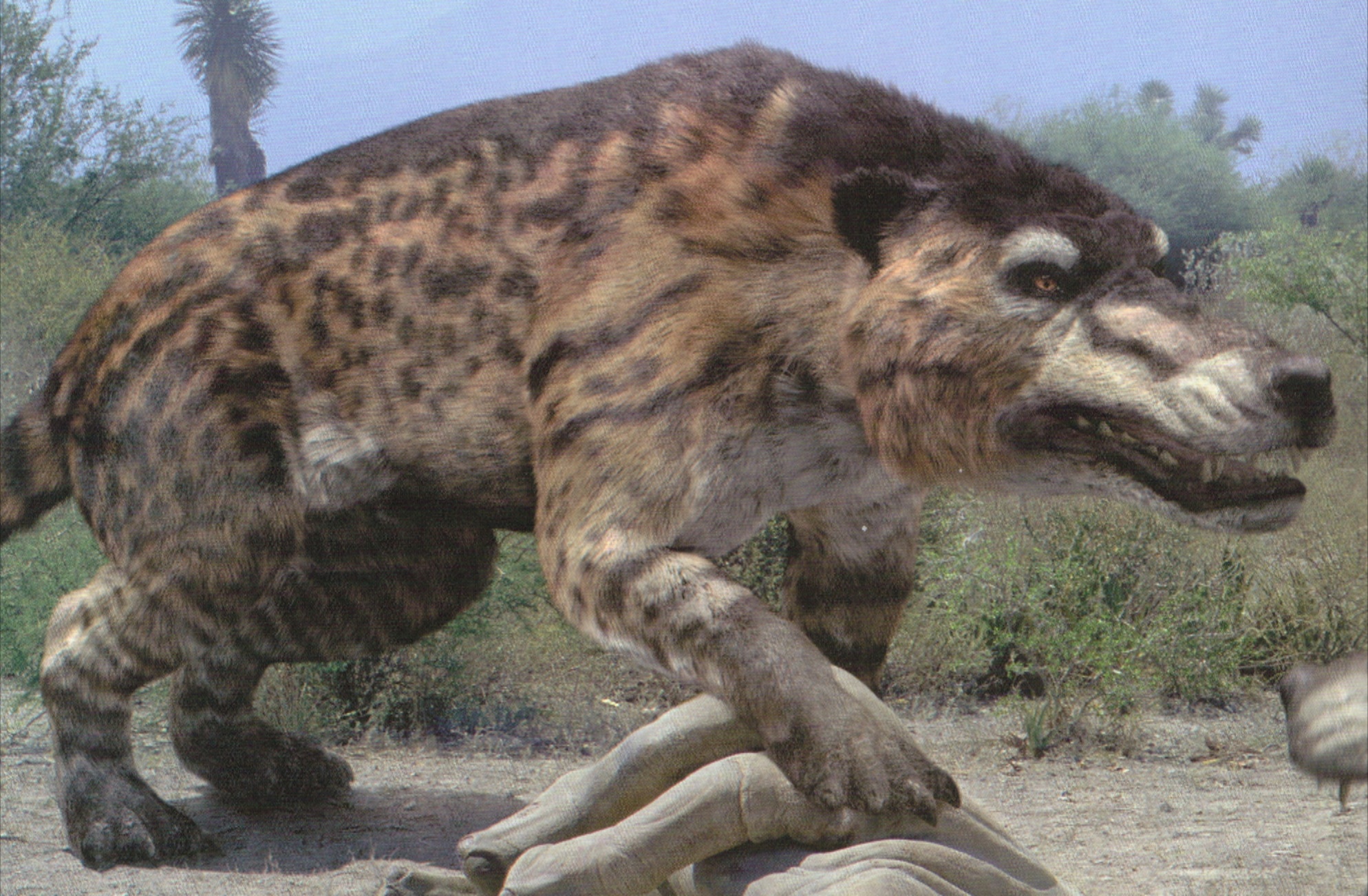 Andrewsarchus | Walking With Wikis | Fandom