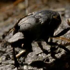 Dung-beetle