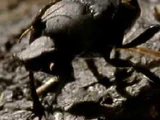 Dung Beetle