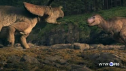 Arrhinoceratops and Albertosaurus 2.jpeg (717 KB) Arrhinoceratops confronting with Rose the Albertosaurus