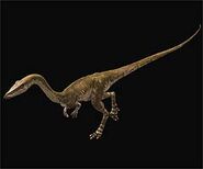 Coelurosaur1
