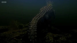 KemKemCrocodilomorph