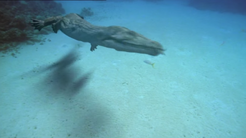 Nothosaur swimming