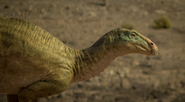 Planicoxa
