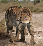 A smilodon supporting an injured one