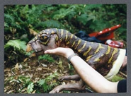 Leallynasaura's animatronic