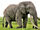 African Elephant