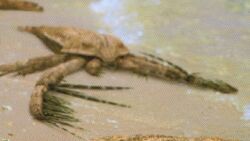Megalograptus Walking With Wikis Fandom