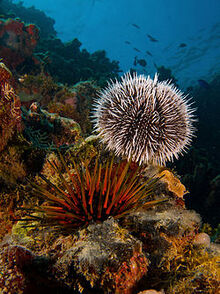 Sea urchin (Wikipedia Image)