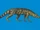 Hesperosuchus