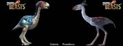 Flightless birds.jpg