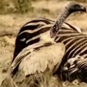 Vulture-WWB.jpeg.jpg