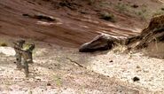 Two young allosaurs see Big Al dead in the dried up riverbed