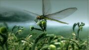 Dragonfly.jpg