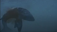 A dead Leedsichthys