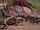Young Allosaurus