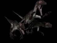 A pack of 3 Utahraptors
