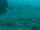 Cambrian