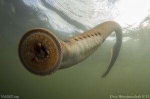 Pacific-lamprey-jaws-300x199.jpg