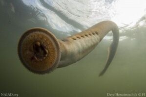 Pacific-lamprey-jaws-300x199