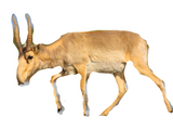 Saiga antelope