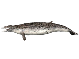 WWB Dorudon render
