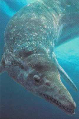 CymbospondylusInfobox