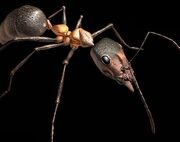 Formicium-titanomyrma.jpg