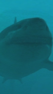 Megalodon shark.png