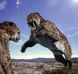 Smilodon f