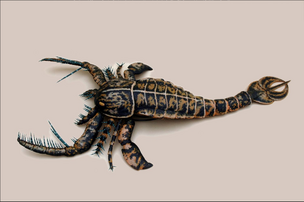 Megalograptus