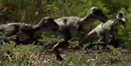 1000 Tyrannosaurus Chicks Walking With Dinosaurs