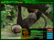 Evolutiongame ad apidium