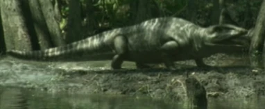 WWM1x2 Proterogyrinus