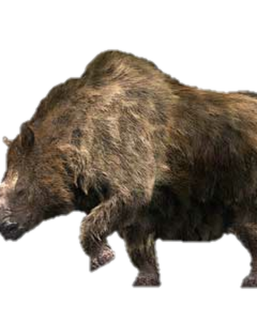 Woolly Rhinoceros Walking With Wikis Fandom