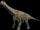 Camarasaurus