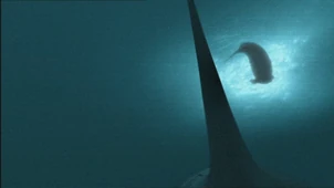 SM1x3 MegalodonStalksCetotherium