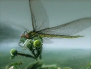 WWM1x2 Meganeura.jpg (198 KB) Meganeura.