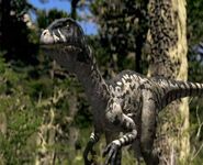 Dromaeosaur